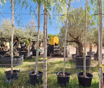 Faux poivrier - Schinus molle – Circonférence 16/18 cm - 3 mètres