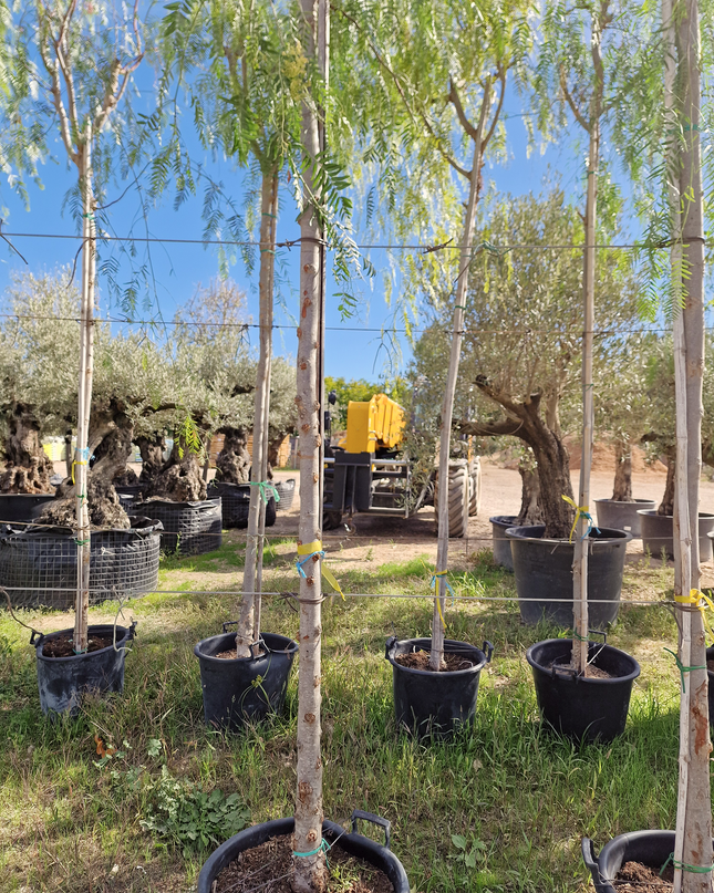 Faux poivrier - Schinus molle – Circonférence 16/18 cm - 3 mètres