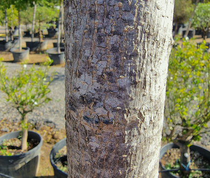 Murier Platane Stérile tige haute (Morus Fruitless) 18-20 cm de circonférence - 350 cm