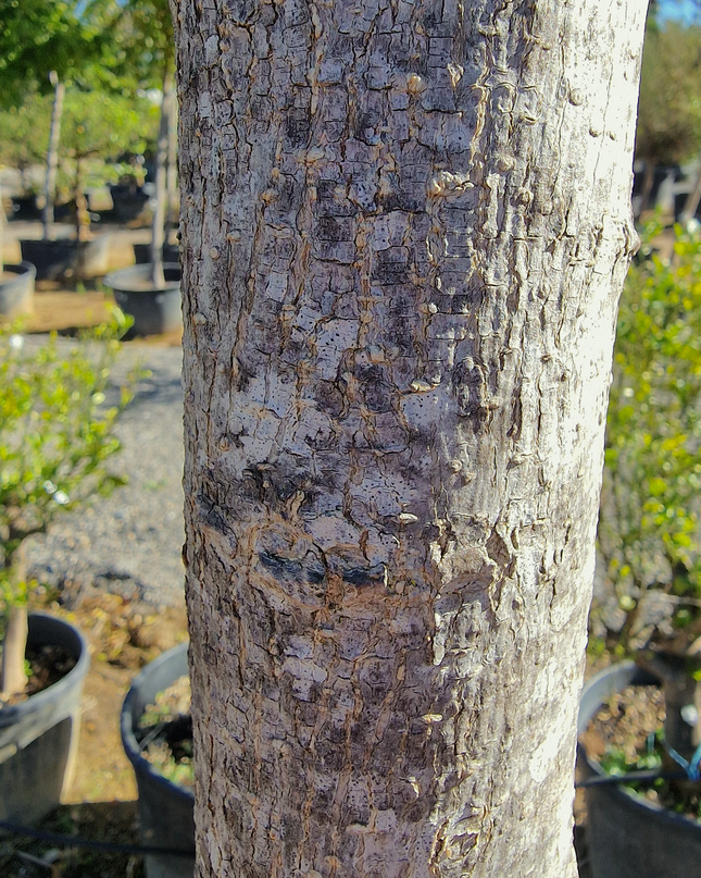 Murier Platane Stérile tige haute (Morus Fruitless) 18-20 cm de circonférence - 350 cm