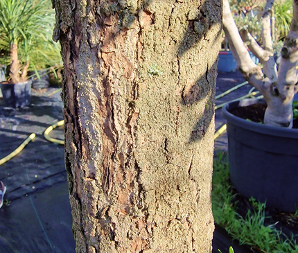 Olivier Gordal – Hauteur 200 à 220 cm