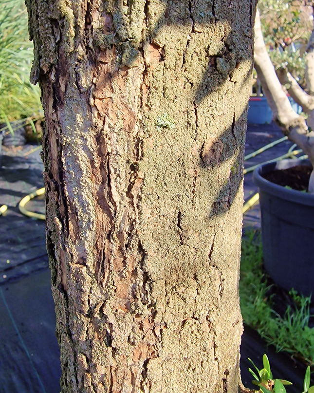 Olivier Gordal – Hauteur 200 à 220 cm