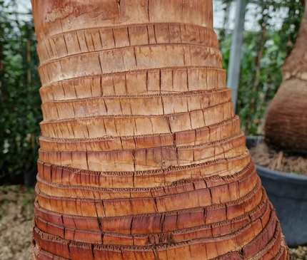 Palmier Washingtonia robusta – Tronc rasé – Stipe 100 cm - palmier à croissance rapide