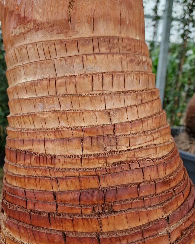 Palmier Washingtonia robusta – Tronc rasé – Stipe 100 cm - palmier à croissance rapide