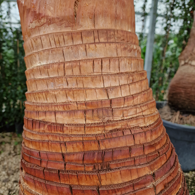 Palmier Washingtonia robusta – Tronc rasé – Stipe 100 cm - palmier à croissance rapide