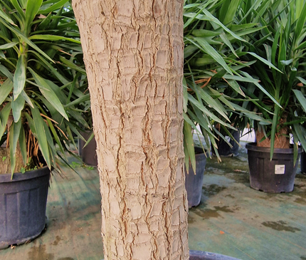 Yucca elephantipes – Hauteur 175 cm