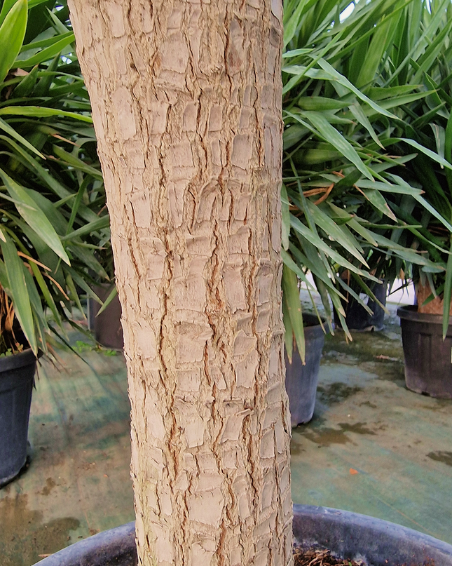 Yucca elephantipes – Hauteur 175 cm