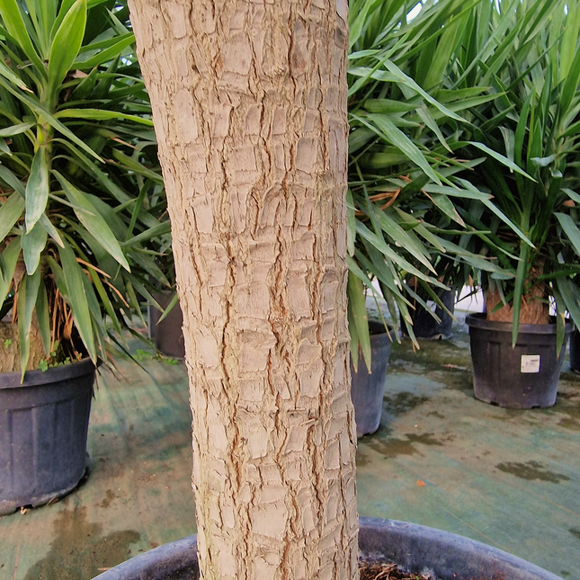 Yucca elephantipes – Hauteur 175 cm