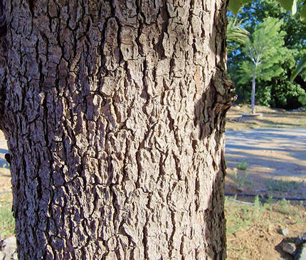 Camphrier - Cinnamomum camphora – Hauteur 4 mètres