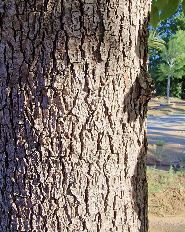 Camphrier - Cinnamomum camphora – Hauteur 4 mètres