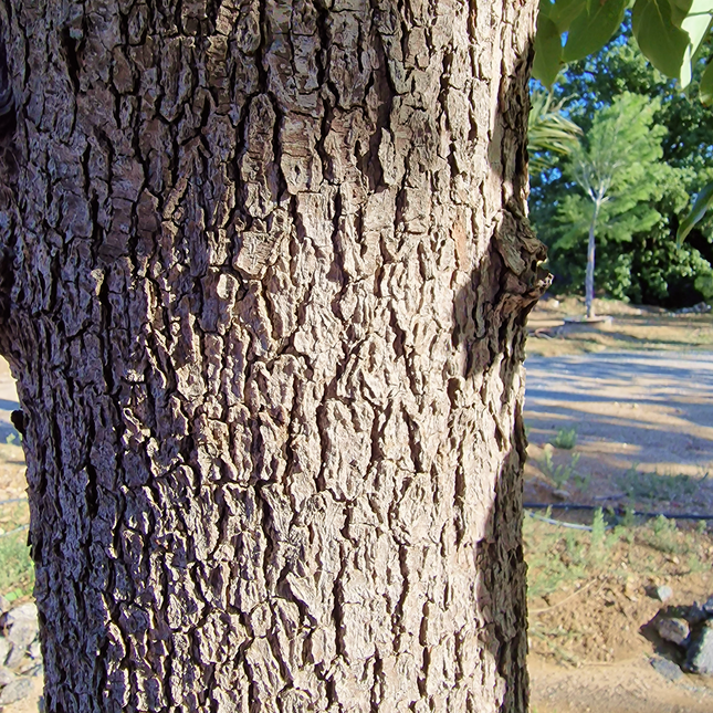 Camphrier - Cinnamomum camphora – Hauteur 4 mètres