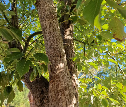 Camphrier - Cinnamomum camphora – Hauteur 4 mètres