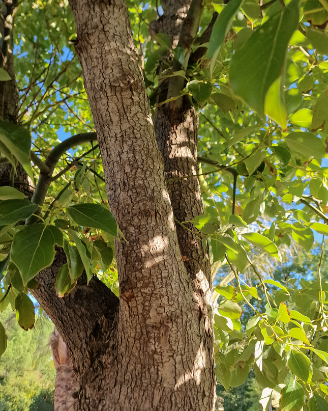 Camphrier - Cinnamomum camphora – Hauteur 4 mètres