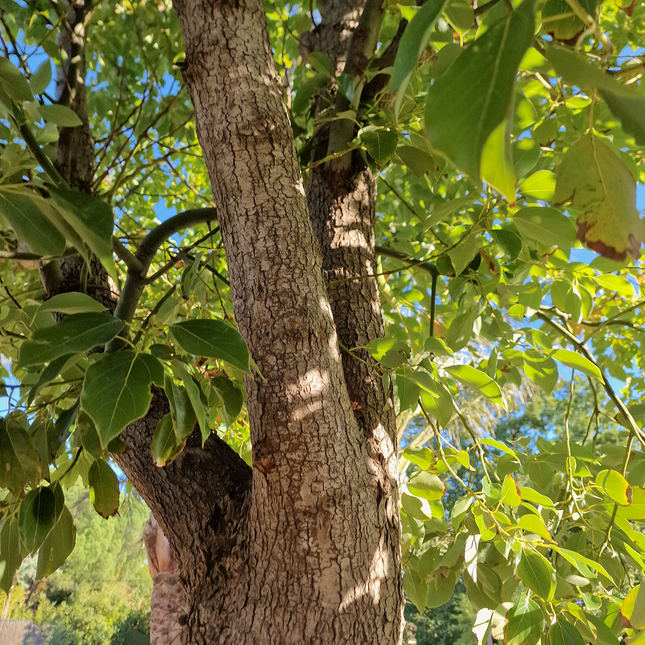 Camphrier - Cinnamomum camphora – Hauteur 4 mètres