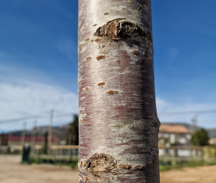 Cerisier du Japon - Prunus serrulata  18/20 cm – 3 mètres de hauteur - Arbre d’ornement à floraison spectaculaire