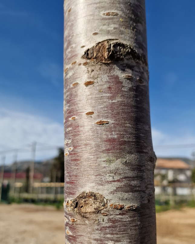 Cerisier du Japon - Prunus serrulata  18/20 cm – 3 mètres de hauteur - Arbre d’ornement à floraison spectaculaire