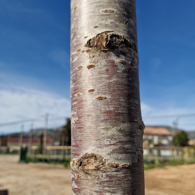 Cerisier du Japon - Prunus serrulata  18/20 cm – 3 mètres de hauteur - Arbre d’ornement à floraison spectaculaire