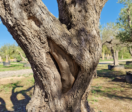 Olivier centenaire (Olea europaea) – 1,70 mètre