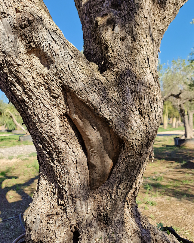 Olivier centenaire (Olea europaea) – 1,70 mètre