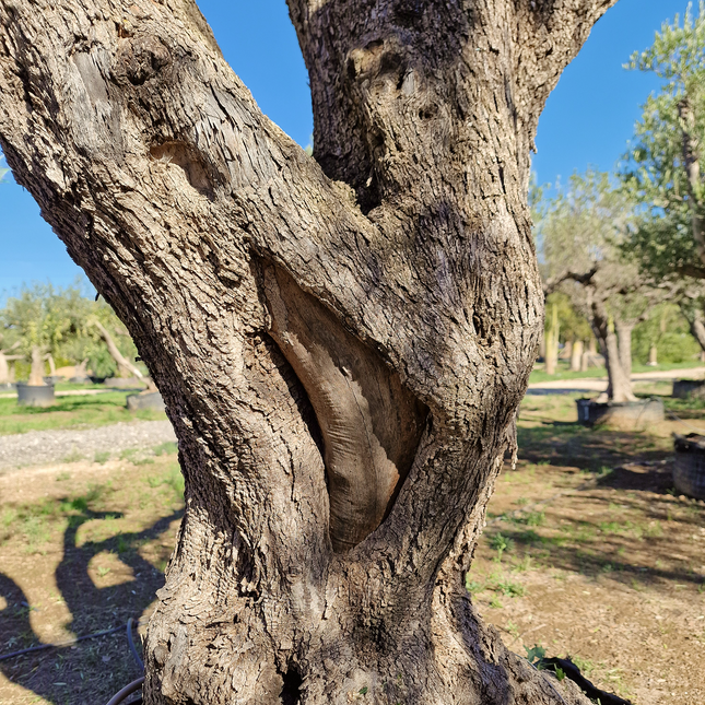Olivier centenaire (Olea europaea) – 1,70 mètre