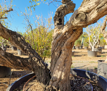 Grenadier (Punica Granatum) - 90 à 110 cm de circonférence