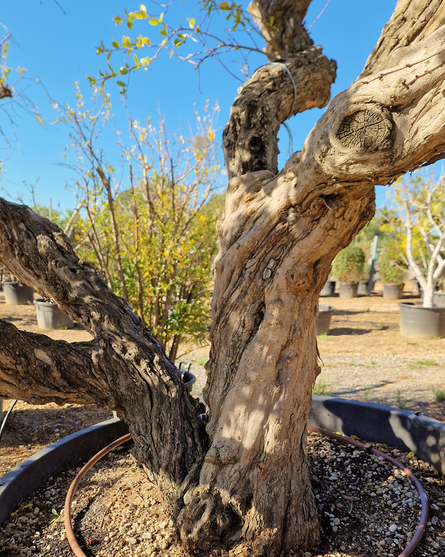 Grenadier (Punica Granatum) - 90 à 110 cm de circonférence