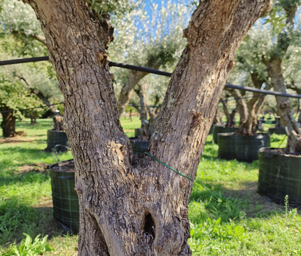 Olivier 50 ans (Olea europaea) – Arbre d’exception pour votre jardin
