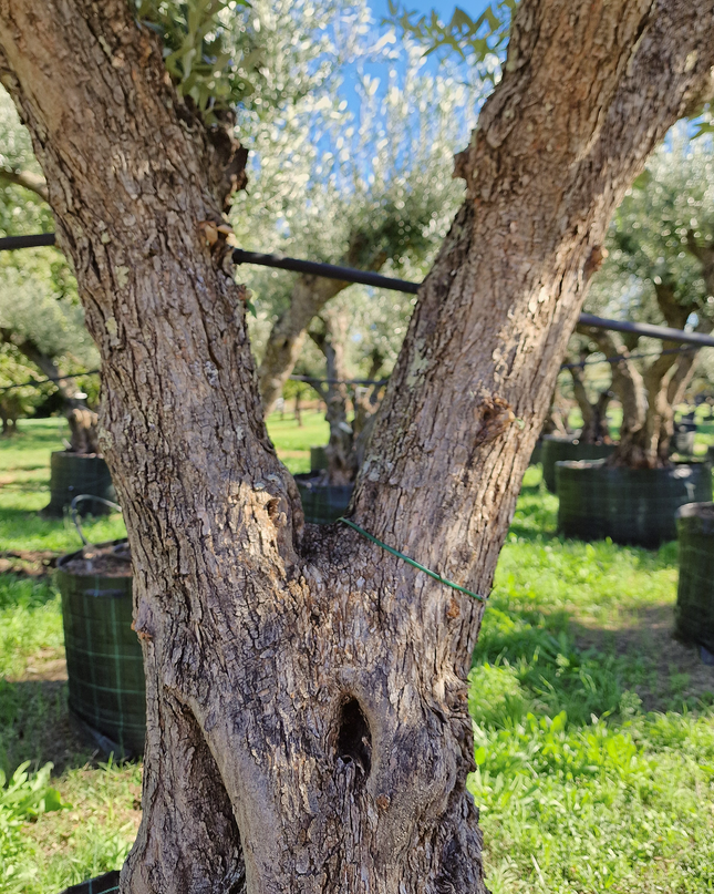 Olivier 50 ans (Olea europaea) – Arbre d’exception pour votre jardin