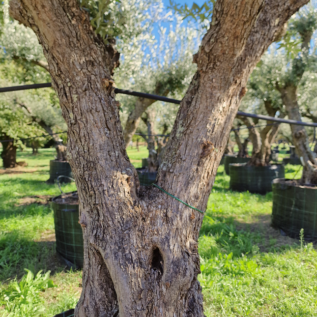 Olivier 50 ans (Olea europaea) – Arbre d’exception pour votre jardin