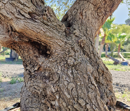 Olivier centenaire (Olea europaea) – 1,80 mètre