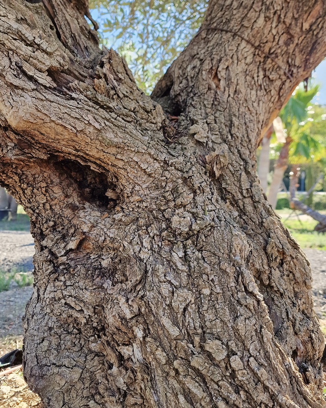 Olivier centenaire (Olea europaea) – 1,80 mètre