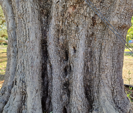 Olivier centenaire (Olea europaea) 2 mètres – Arbre d’ornement