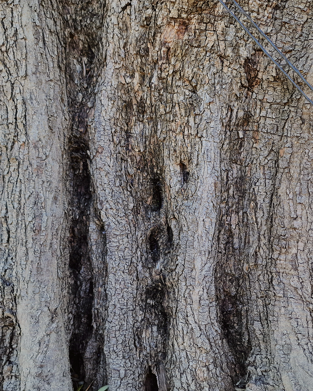 Olivier centenaire (Olea europaea) 2 mètres – Arbre d’ornement