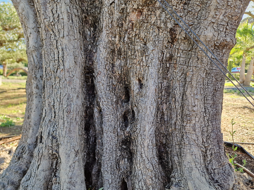 Olivier centenaire (Olea europaea) 2 mètres – Arbre d’ornement