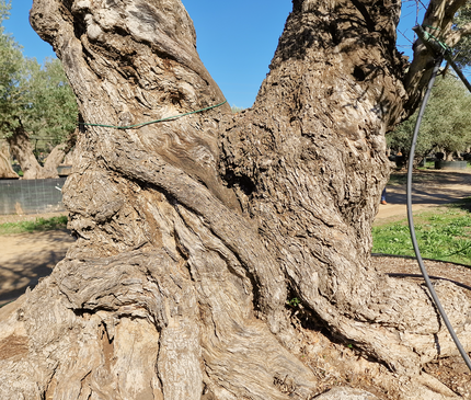 Olivier centenaire 4 mètres (Olea europaea) – Arbre d’exception | Exemplaire unique