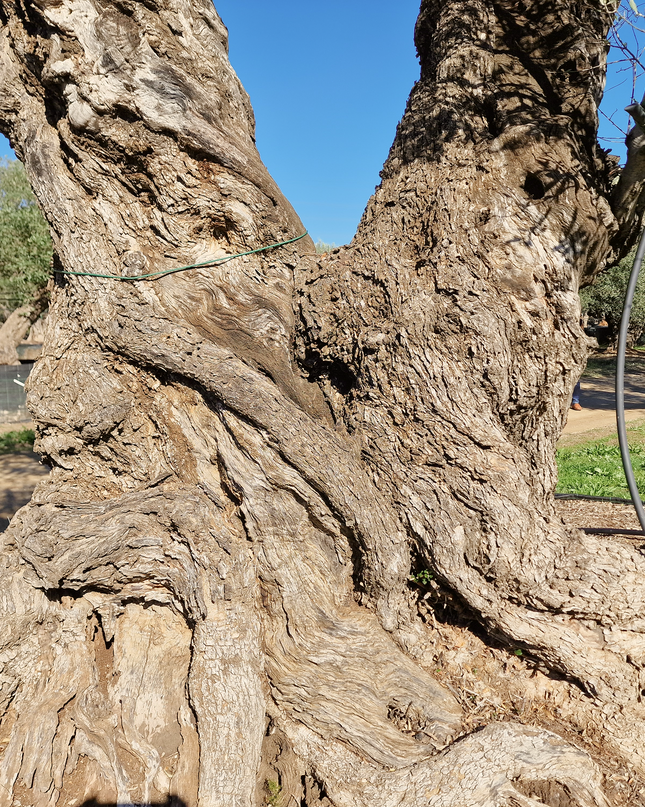 Olivier centenaire 4 mètres (Olea europaea) – Arbre d’exception | Exemplaire unique