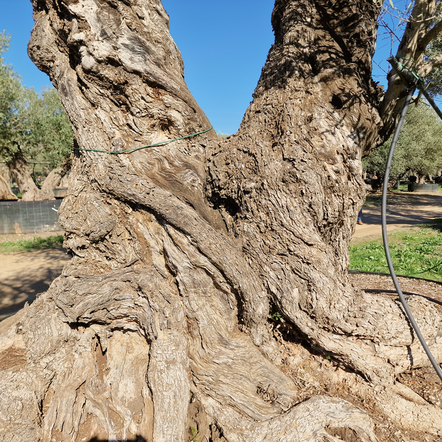 Olivier centenaire 4 mètres (Olea europaea) – Arbre d’exception | Exemplaire unique