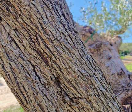 Olivier centenaire (Olea europaea) – 2 mètres