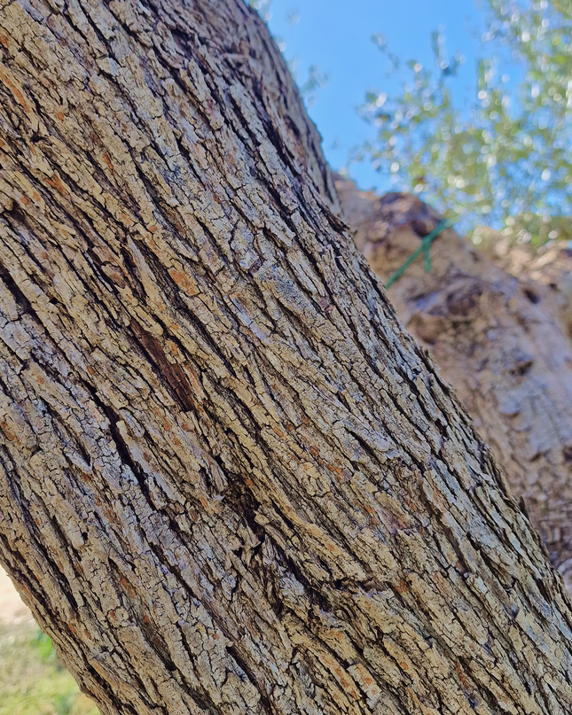 Olivier centenaire (Olea europaea) – 2 mètres