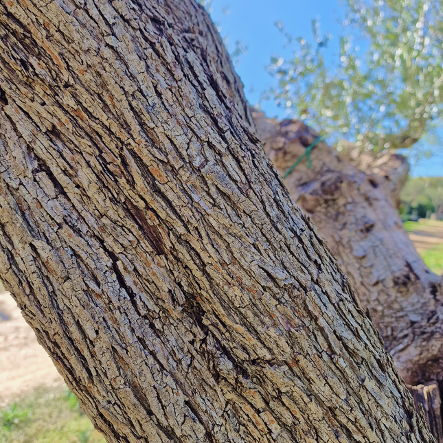 Olivier centenaire (Olea europaea) – 2 mètres