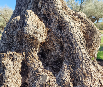 Olivier centenaire (Olea europaea) – Arbre d’ornement d’exception