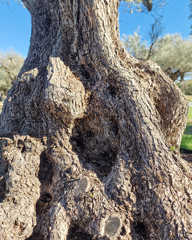Olivier centenaire (Olea europaea) – Arbre d’ornement d’exception