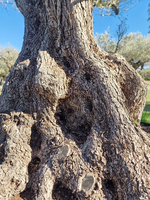 Olivier centenaire (Olea europaea) – Arbre d’ornement d’exception