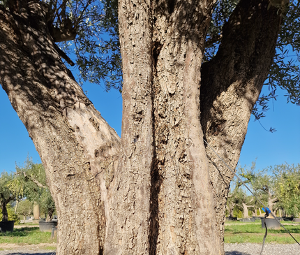 Olivier centenaire (Olea europaea) 2 mètres – Arbre d’ornement