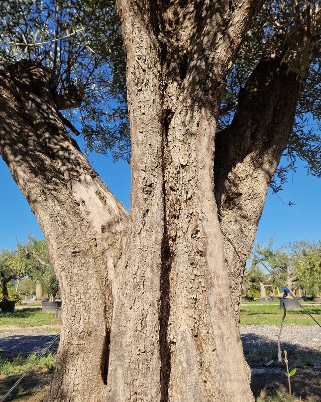 Olivier centenaire (Olea europaea) 2 mètres – Arbre d’ornement