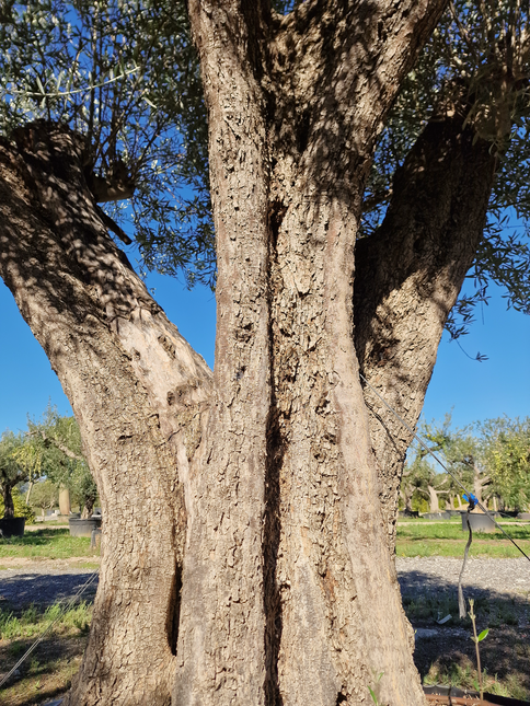 Olivier centenaire (Olea europaea) 2 mètres – Arbre d’ornement