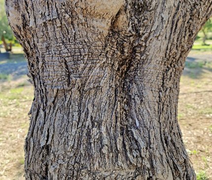 Olivier centenaire (Olea europaea) – 1,70 mètre