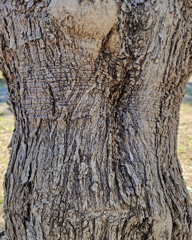 Olivier centenaire (Olea europaea) – 1,70 mètre