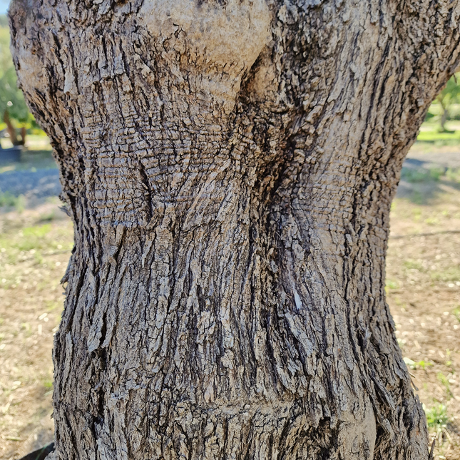 Olivier centenaire (Olea europaea) – 1,70 mètre