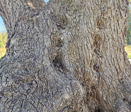Olivier multi-centenaire (Olea europaea) – Arbre d’exception